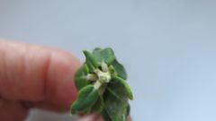 Phylica buxifolia