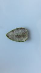 Phylica buxifolia