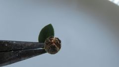 Phylica buxifolia
