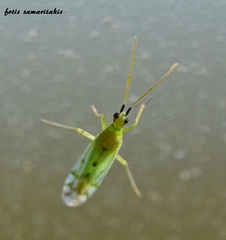 Macrolophus costalis