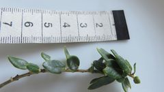 Phylica buxifolia