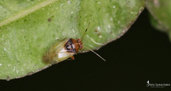 Pinalitus conspurcatus