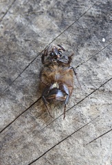 Oryctomorphus bimaculatus