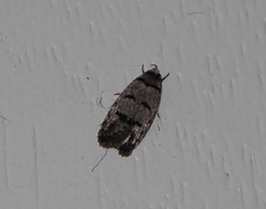 Scatochresis episema
