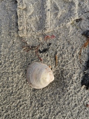 Laevicardium crassum