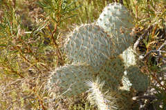 Opuntia chlorotica