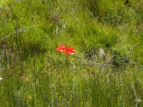Cyrtanthus elatus