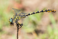 Onychogomphus forcipatus