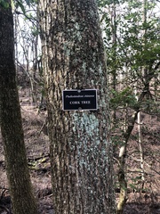 Phellodendron chinense