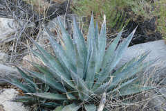 Agave mckelveyana