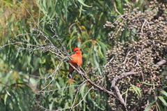 Pyrocephalus rubinus