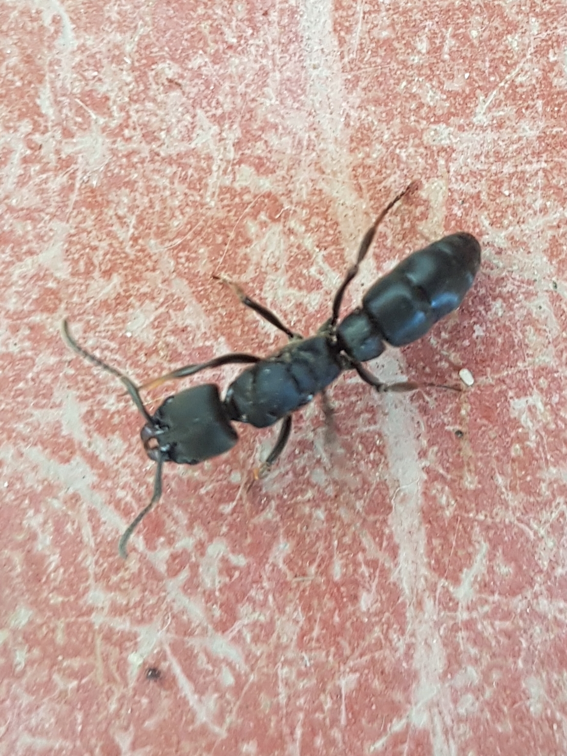 Pachycondyla