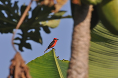 Pyrocephalus rubinus
