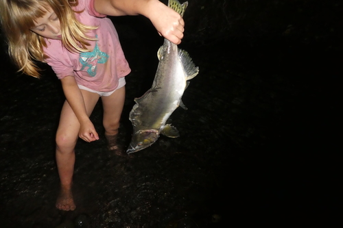 Pink Salmon photographed in Pennsylvania