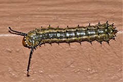 Anisota fuscosa