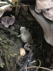 Physalaemus nattereri