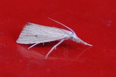 Eoreuma densellus