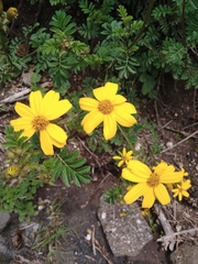 Tagetes zypaquirensis
