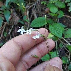 Lobelia sartorii