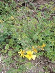 Tagetes zypaquirensis