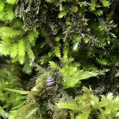 Vertigo rowellii