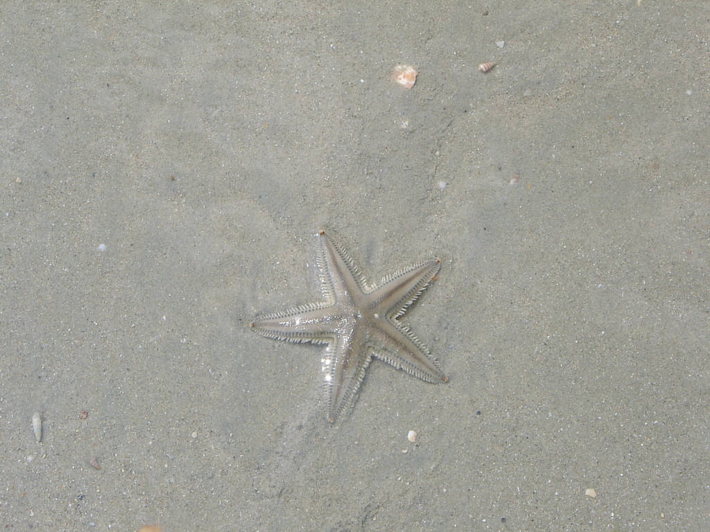 Astropecten from Tianya, Sanya, Hainan, China on October 30, 2006 at 12 ...