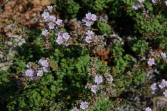 Limonium minutum