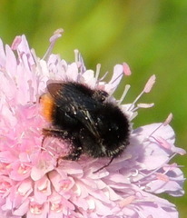 Bombus ruderarius