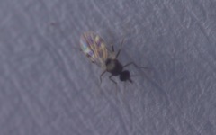 Culicoides