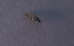 Culicoides