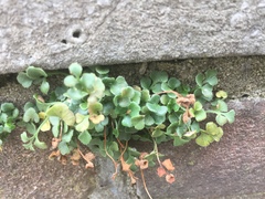 Asplenium ruta-muraria