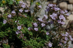 Limonium minutum