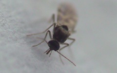 Culicoides