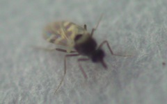 Culicoides