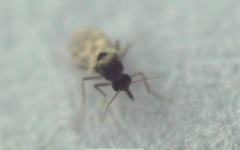 Culicoides