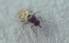 Culicoides