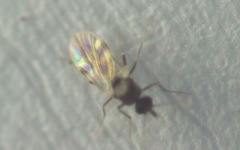 Culicoides