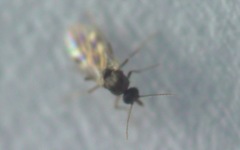 Culicoides
