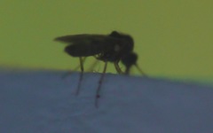 Culicoides