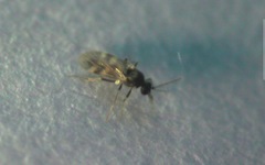 Culicoides