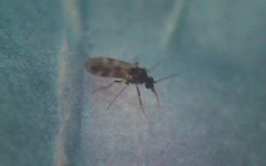 Culicoides