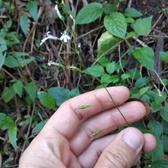 Lobelia sartorii