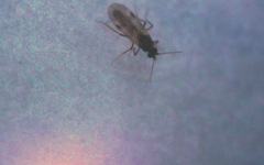 Culicoides
