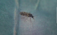 Culicoides