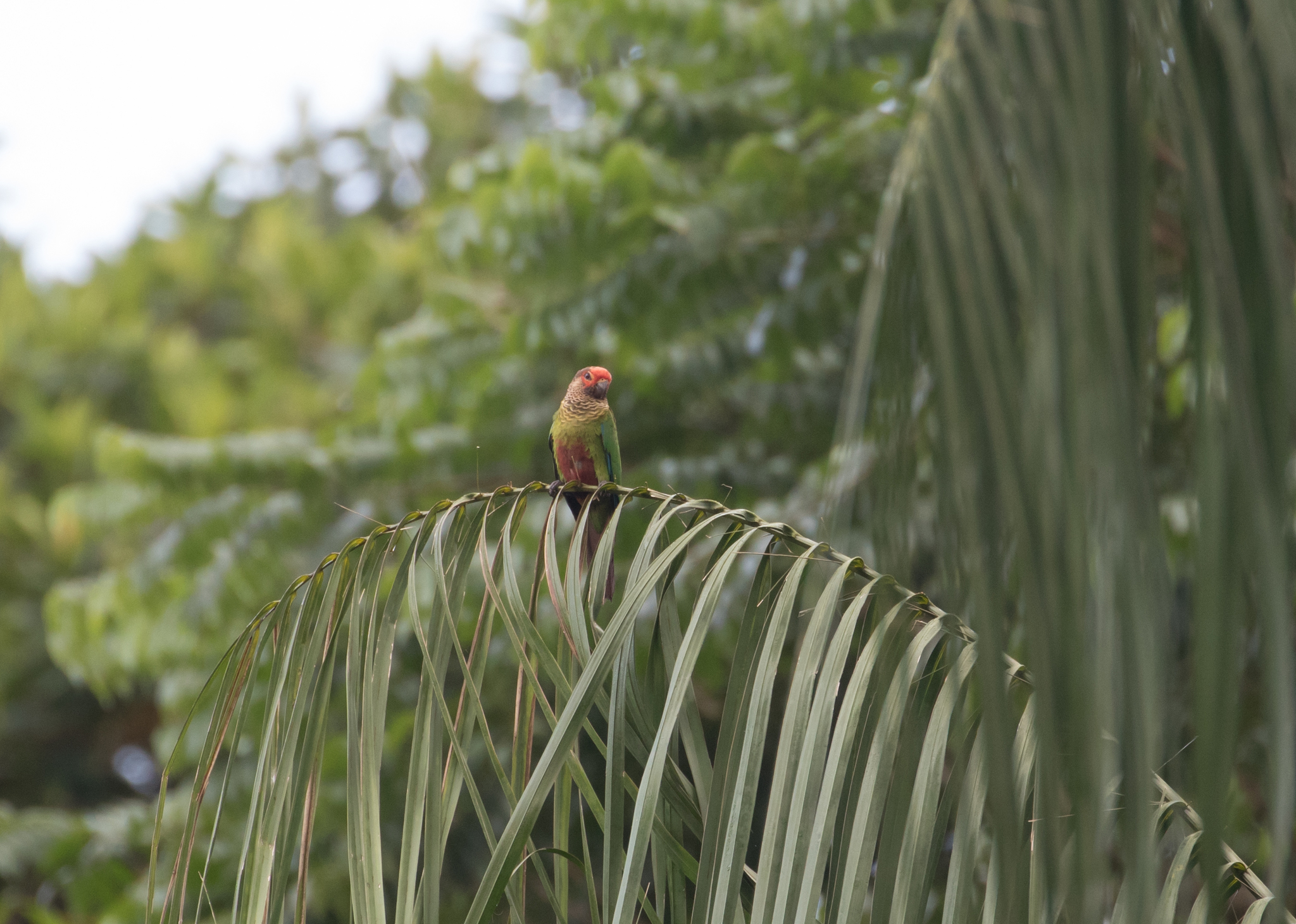 Rose-fronted Parakeet illustration