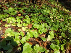 Asarum caucasicum