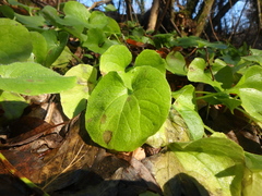 Asarum caucasicum