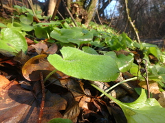 Asarum caucasicum