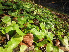 Asarum caucasicum