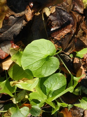Asarum caucasicum
